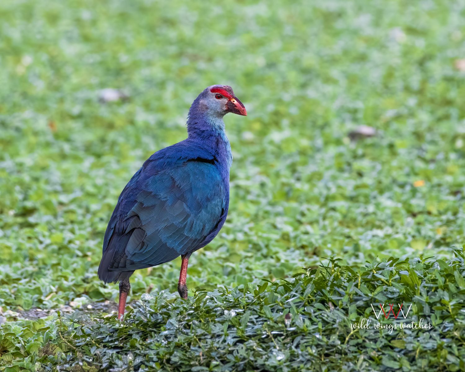 Grey headed Swamp hen lookout 001